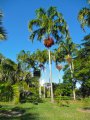 Carpentaria acuminata _palmier royal d-australie_ - palmier gant exotique 20m